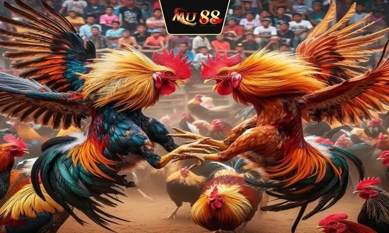 Đấu trường đá gà Thomo có sức hút đặc biệt với các bet thủ